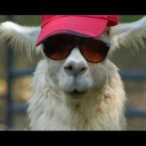 Meet your Posher, Charlotte